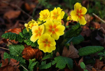HD PC desktop wallpaper — nature close-up of bright yellow flowers clustered among green leaves and brown leaf litter.