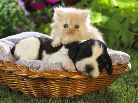 Animal Cat & Dog HD Desktop Wallpaper | Background Image
