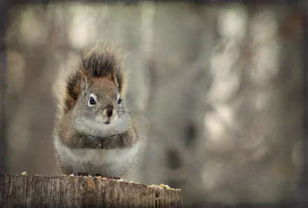 Animal squirrel HD Desktop Wallpaper | Background Image