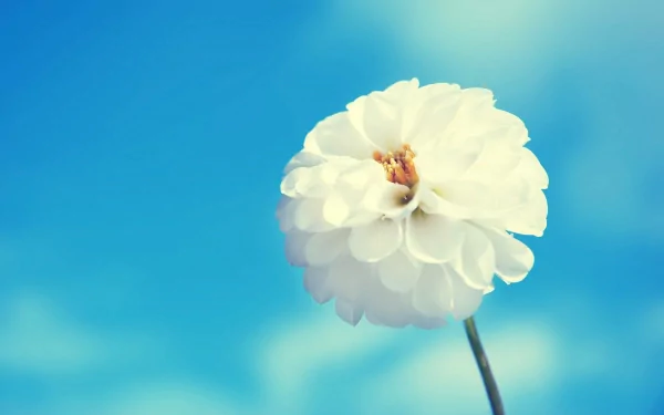HD PC desktop wallpaper featuring a close-up of a white dahlia flower against a soft blue sky background in nature.