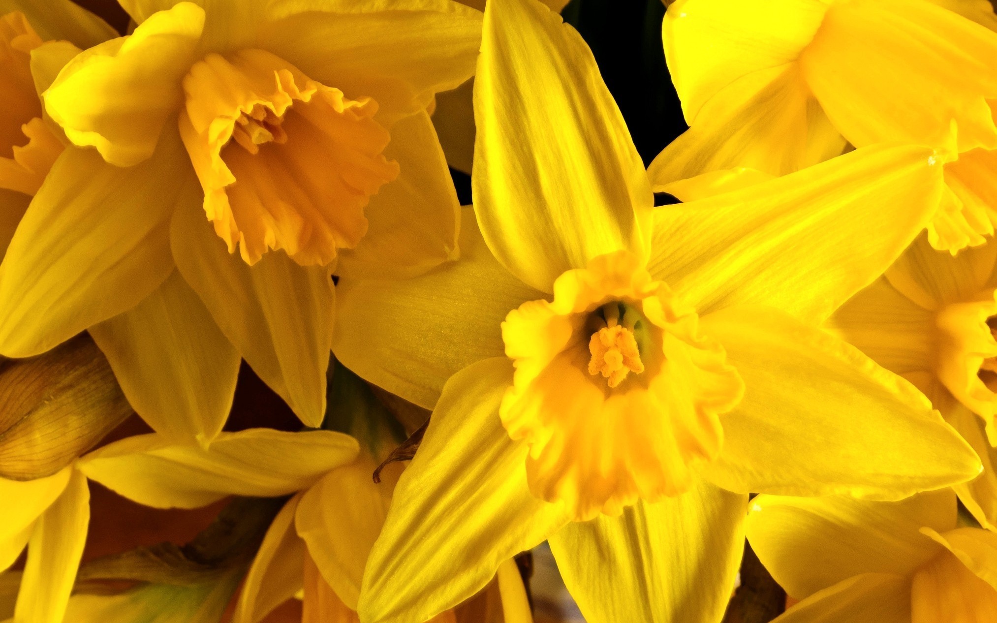 Daffodil Full HD Wallpaper and Background Image | 2026x1266 | ID:380017