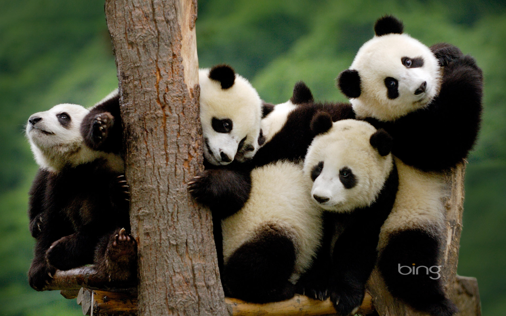 250+ Panda HD Wallpapers and Backgrounds