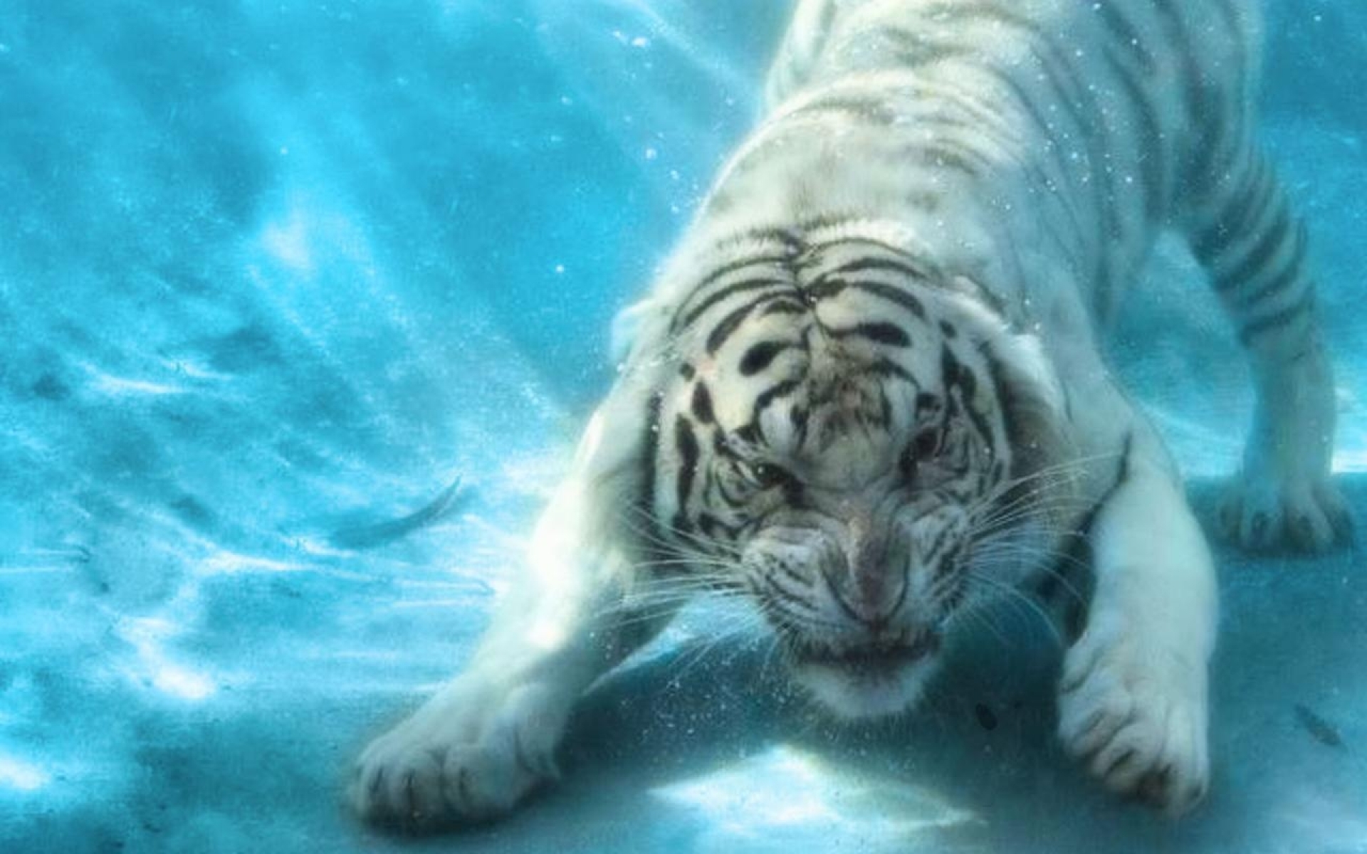 HD wallpaper White Tiger and Blue Eyes  Wallpaper Flare