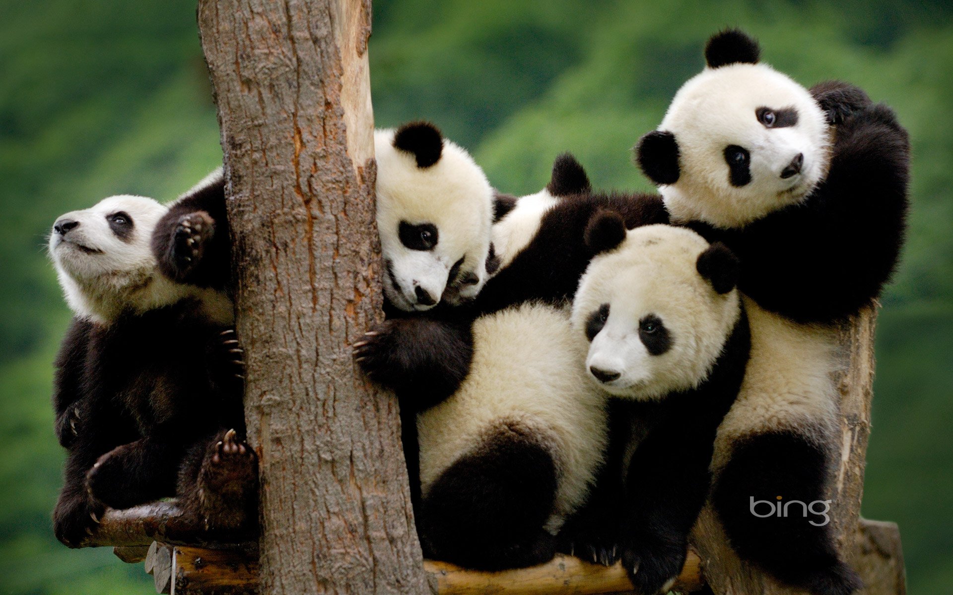 bing panda background