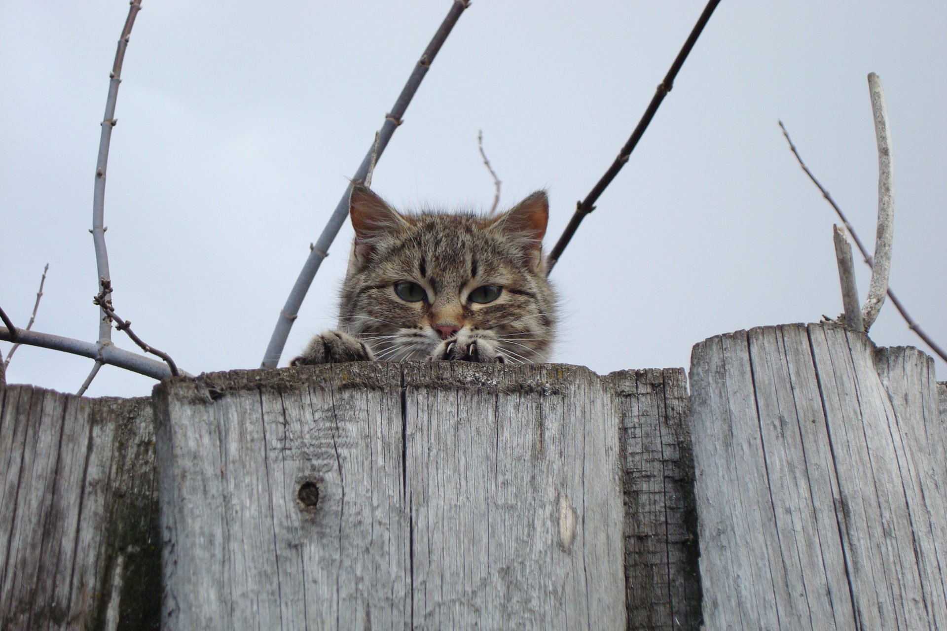 A tabby cat peeks over a weathered wooden fence against a clear sky, captured in a high-definition PC desktop wallpaper background.