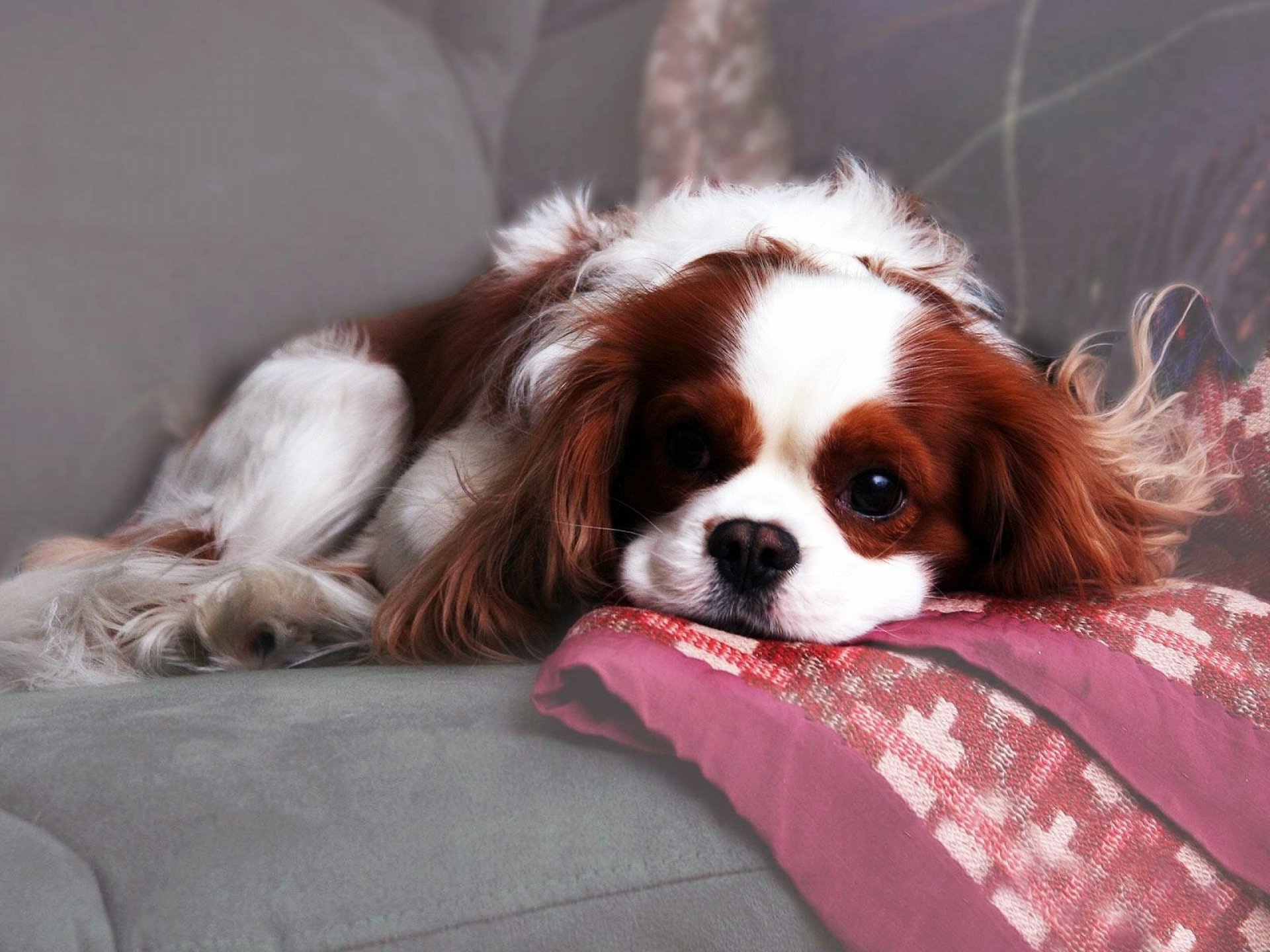 HD PC desktop wallpaper and background of a King Charles Spaniel puppy dog lying on a sofa, resting its head on a patterned pillow.