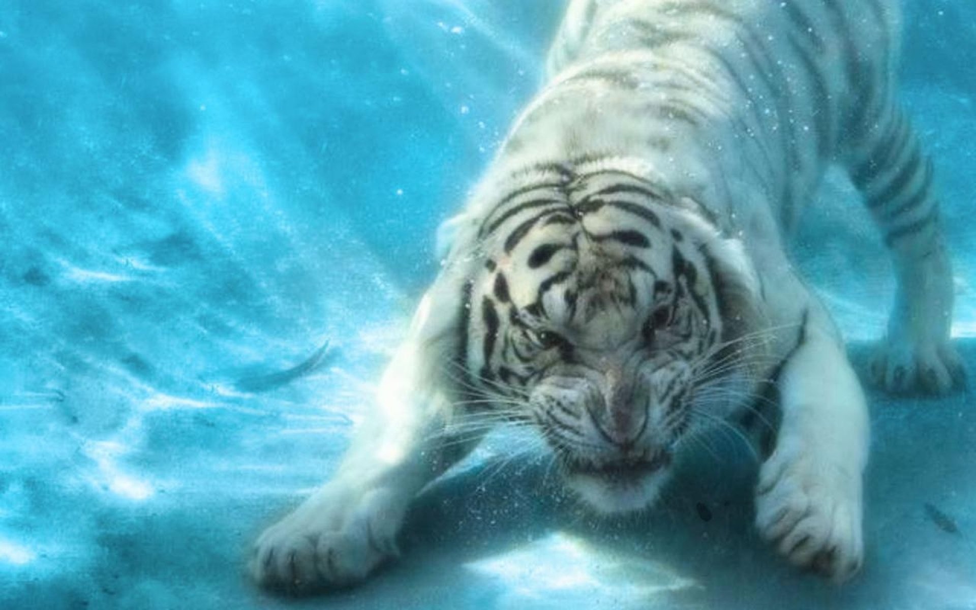 Weißer Tiger Full HD Wallpaper and Hintergrund | 1920x1200 | ID:380996