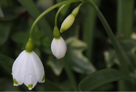 Close-up of two white snowdrop flowers in green foliage, a nature scene — HD PC desktop wallpaper and background.