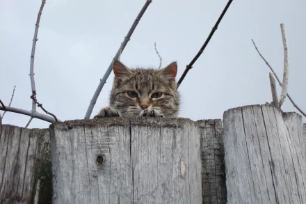A tabby cat peeks over a weathered wooden fence against a clear sky, captured in a high-definition PC desktop wallpaper background.
