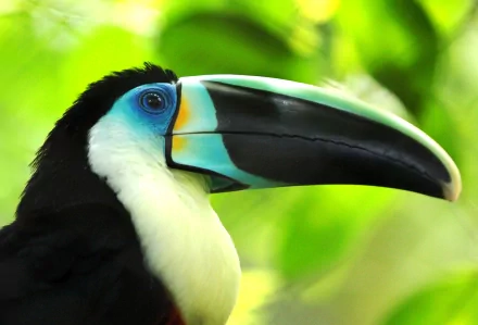 A vibrant toucan with a striking black beak and colorful eye against a lush green background, showcasing the beauty of this animal in a stunning HD desktop wallpaper.