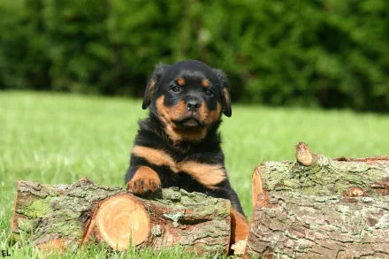 HD wallpaper of a Rottweiler puppy standing behind cut logs with a grassy background, tagged with puppy, dog, animal, and Rottweiler.