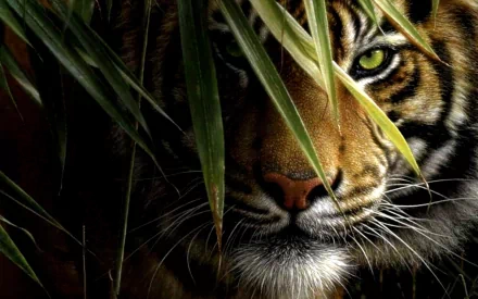 HD desktop wallpaper and background showing a tiger peering through lush green foliage with an intense gaze.
