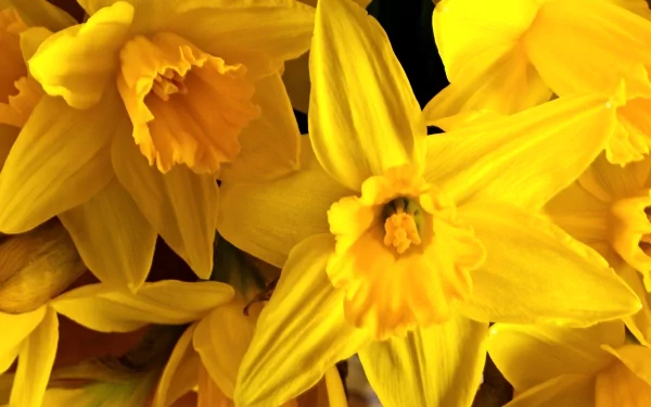 nature daffodil HD Desktop Wallpaper | Background Image