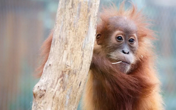 HD desktop wallpaper featuring a close-up of a young orangutan with expressive eyes next to a tree trunk in a natural setting.