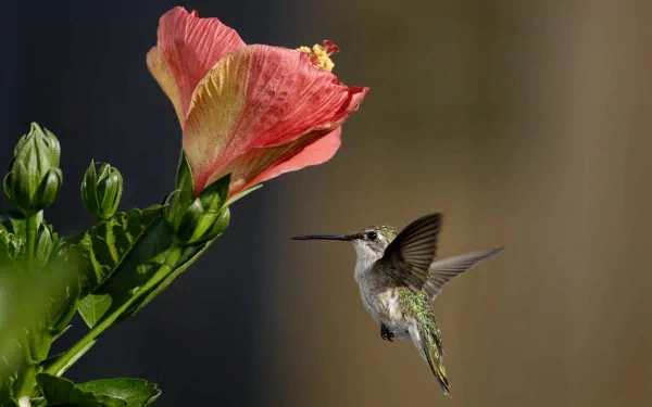 A vibrant hummingbird hovers near a pink hibiscus flower, captured in stunning detail for a 4K Ultra HD PC desktop wallpaper background.