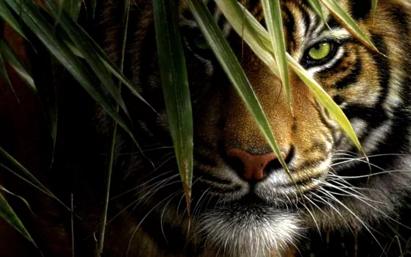 HD desktop wallpaper and background showing a tiger peering through lush green foliage with an intense gaze.