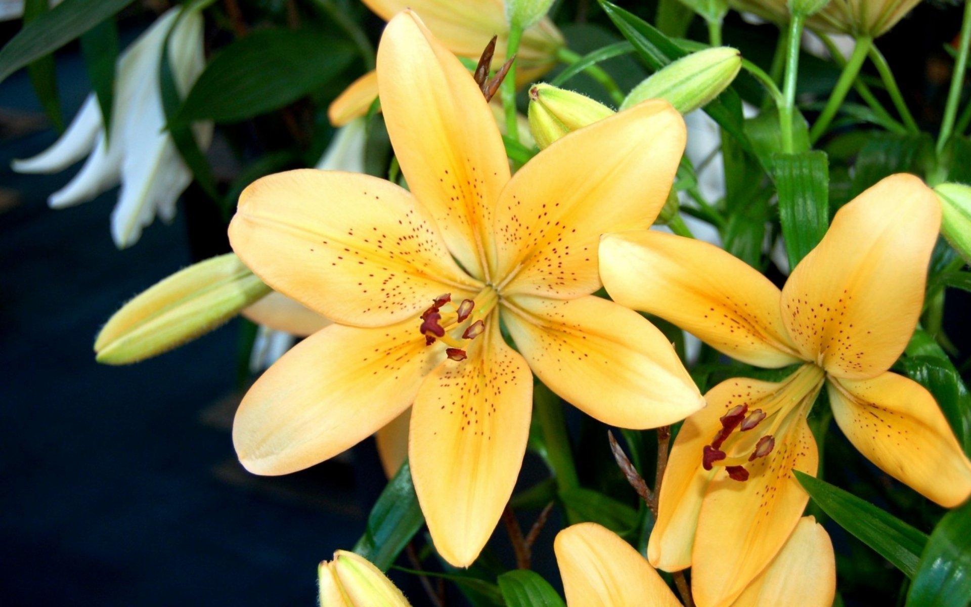 Download Nature Lily HD Wallpaper