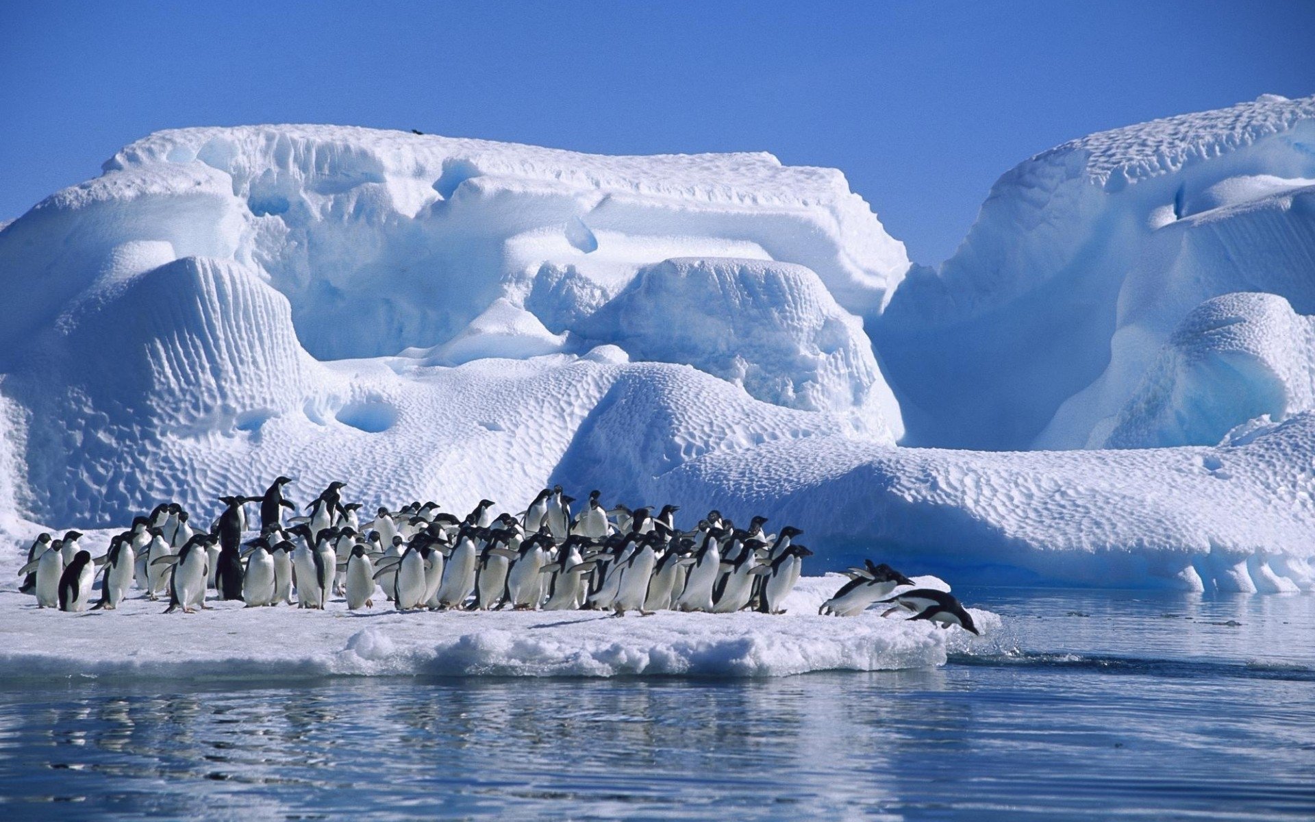Download Animal Penguin HD Wallpaper
