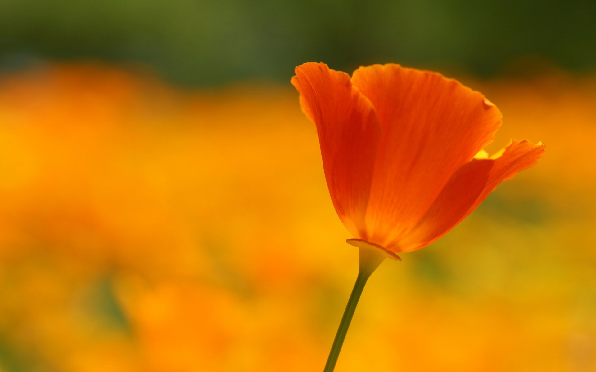 Nature Poppy HD Wallpaper