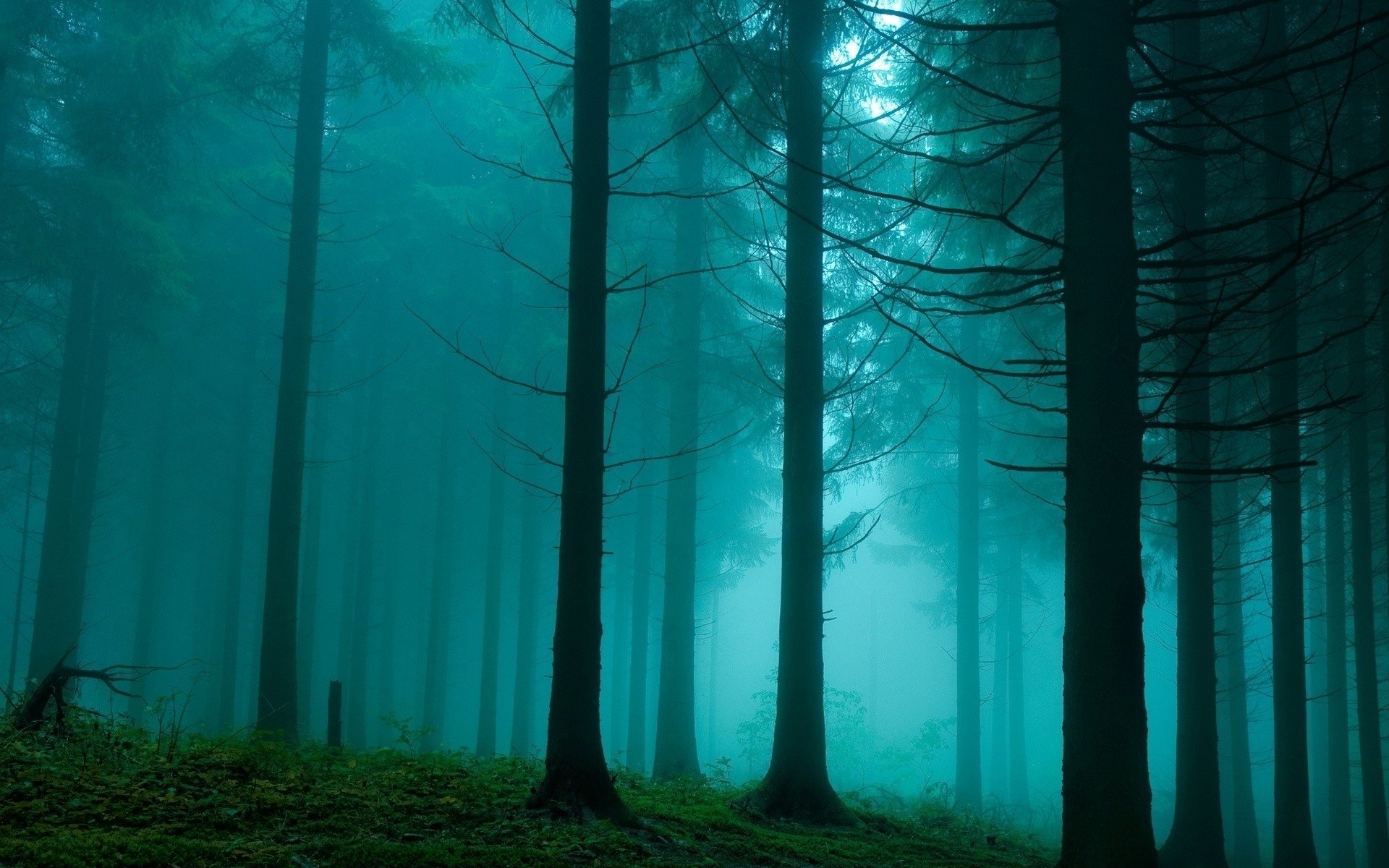 HD desktop wallpaper of a serene forest with tall trees shrouded in blue-green mist, showcasing the peaceful beauty of nature.