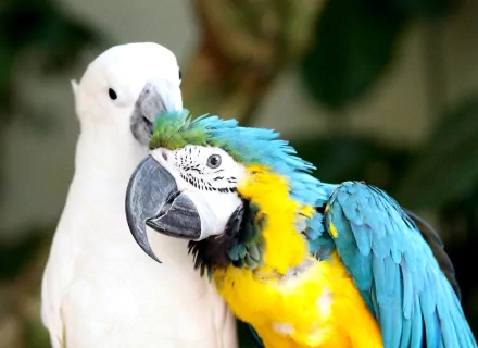 A close-up HD wallpaper of a vibrant blue-and-yellow macaw parrot beside a white bird, showcasing detailed feathers and natural colors.