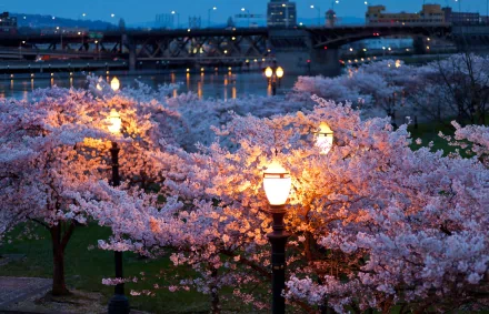 A nighttime HD desktop wallpaper features illuminated lamp posts glowing among blooming cherry blossoms near a bridge over calm water.