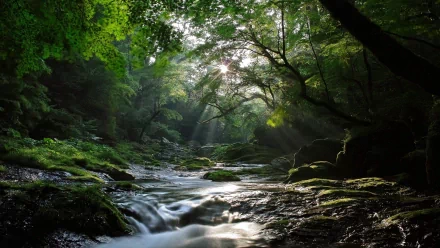 HD desktop wallpaper featuring a serene forest stream with sunlight filtering through dense green foliage, creating a tranquil natural scene.