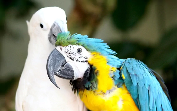 A close-up HD wallpaper of a vibrant blue-and-yellow macaw parrot beside a white bird, showcasing detailed feathers and natural colors.