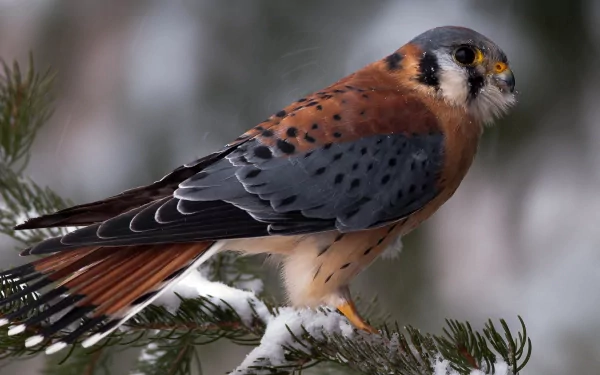 Animal American Kestrel HD Desktop Wallpaper | Background Image