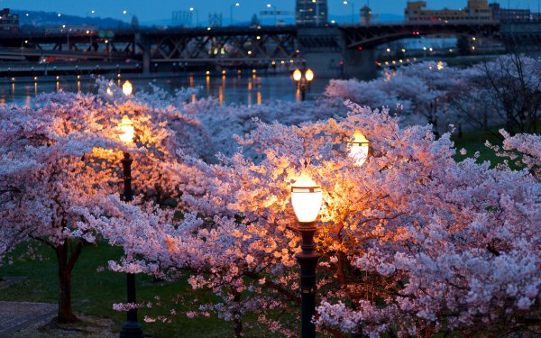 Man Made Lamp Post Blossom Bridge Night Light HD Wallpaper | Background Image