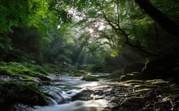 HD desktop wallpaper featuring a serene forest stream with sunlight filtering through dense green foliage, creating a tranquil natural scene.