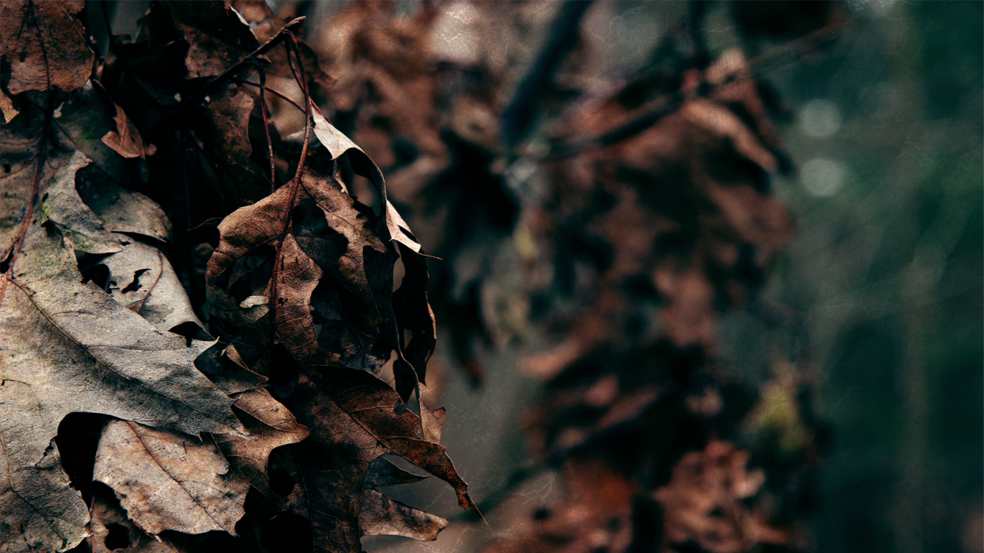 Dark leaves by StefanS02