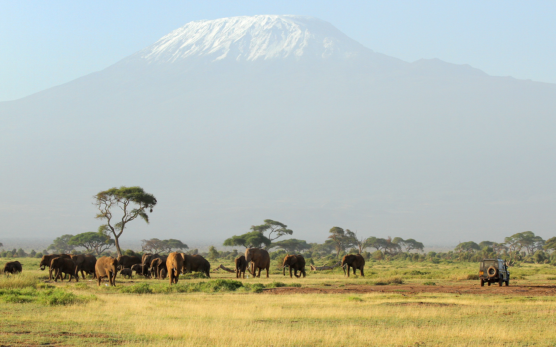 Elephant HD Wallpaper | Background Image | 1920x1200