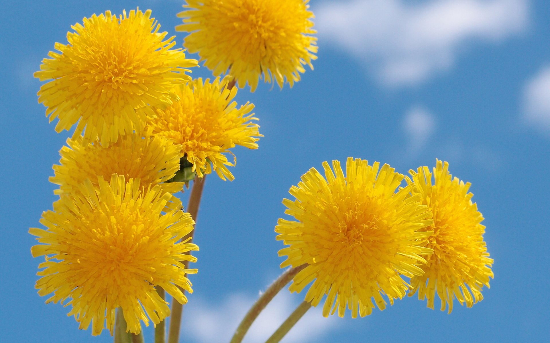 Dandelion Full HD Wallpaper and Background Image | 2560x1600 | ID:382027