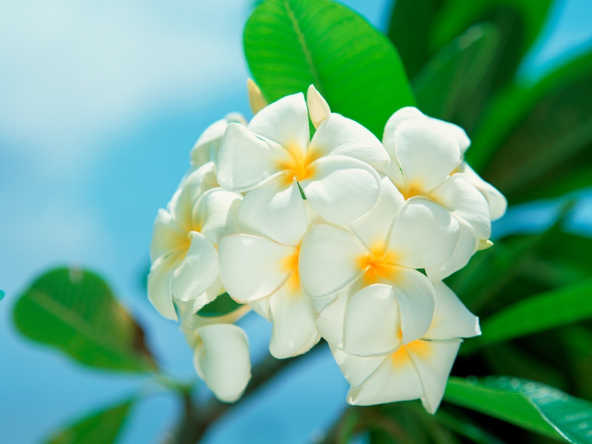 Download Nature Frangipani HD Wallpaper