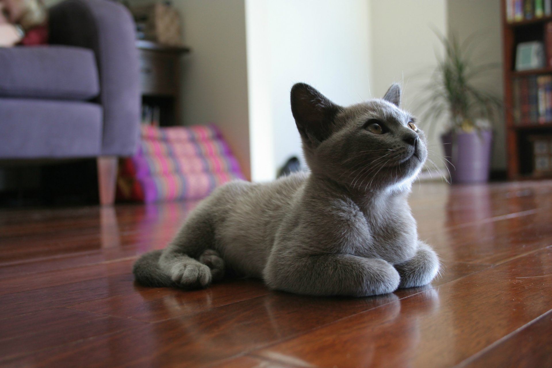 A charming gray cat lays on a wooden floor, looking up curiously, with a cozy living room setting in the background. This HD image makes a delightful desktop wallpaper.