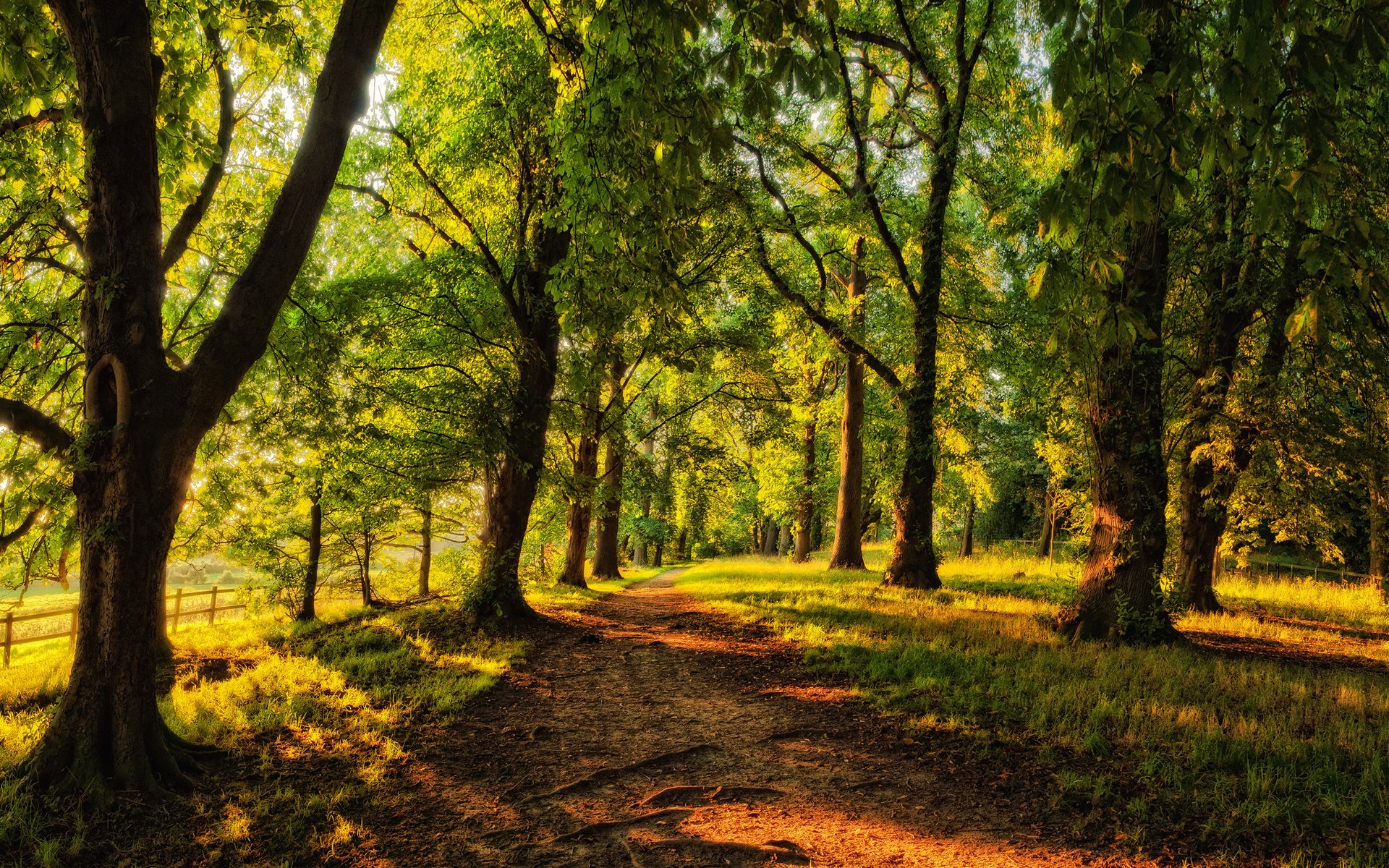 Download Nature Forest HD Wallpaper
