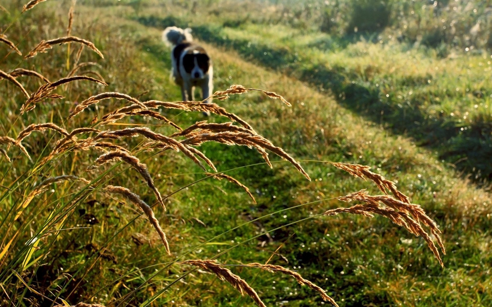 HD desktop wallpaper featuring a St. Bernard dog walking on a sunlit grassy path surrounded by tall wild grasses.