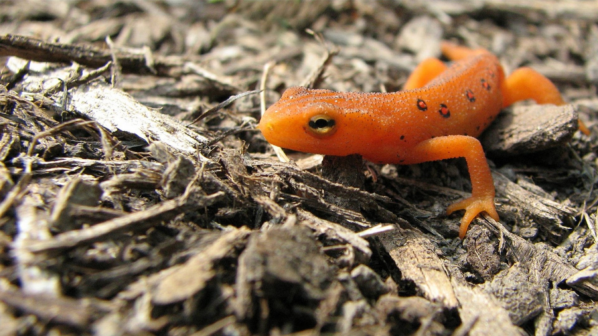 Download Animal Eastern Newt HD Wallpaper