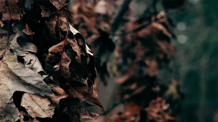  Dark leaves