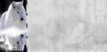 HD PC desktop wallpaper featuring a serene arctic wolf in blue, grey, and white tones against a textured grey background.