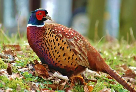 HD PC desktop wallpaper featuring a vibrant pheasant standing on grassy ground with fallen leaves, showcasing its colorful plumage in a natural setting.
