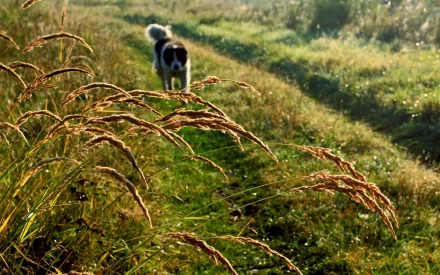 Animal St. Bernard HD Desktop Wallpaper | Background Image