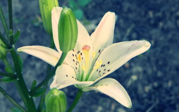 nature lily HD Desktop Wallpaper | Background Image