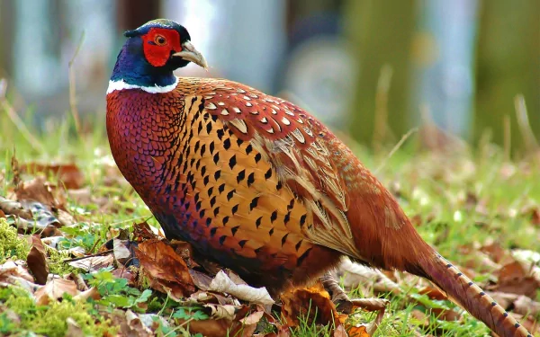 HD PC desktop wallpaper featuring a vibrant pheasant standing on grassy ground with fallen leaves, showcasing its colorful plumage in a natural setting.