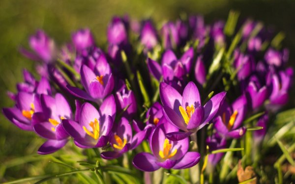 Nature Crocus Flowers Flower HD Wallpaper | Background Image