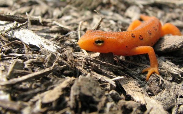 Animal eastern newt HD Desktop Wallpaper | Background Image