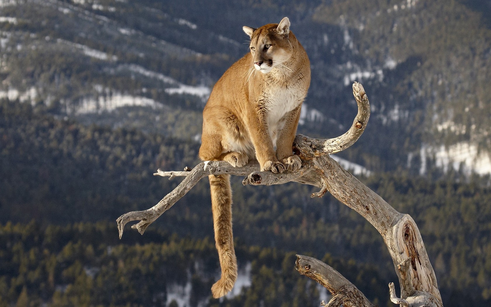 2 Mountain Lion HD Wallpapers | Backgrounds - Wallpaper Abyss