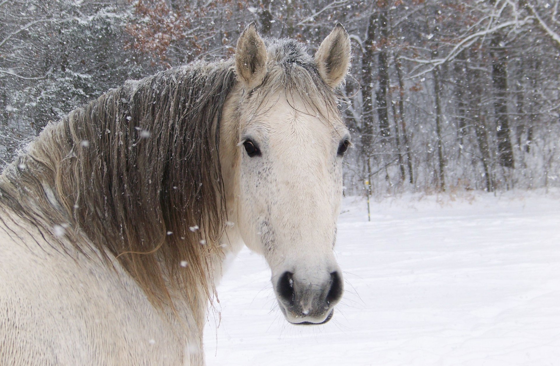 A close-up of a majestic white horse with a flowing mane, surrounded by softly falling snow in a serene winter landscape. This HD desktop wallpaper captures the beauty of nature.