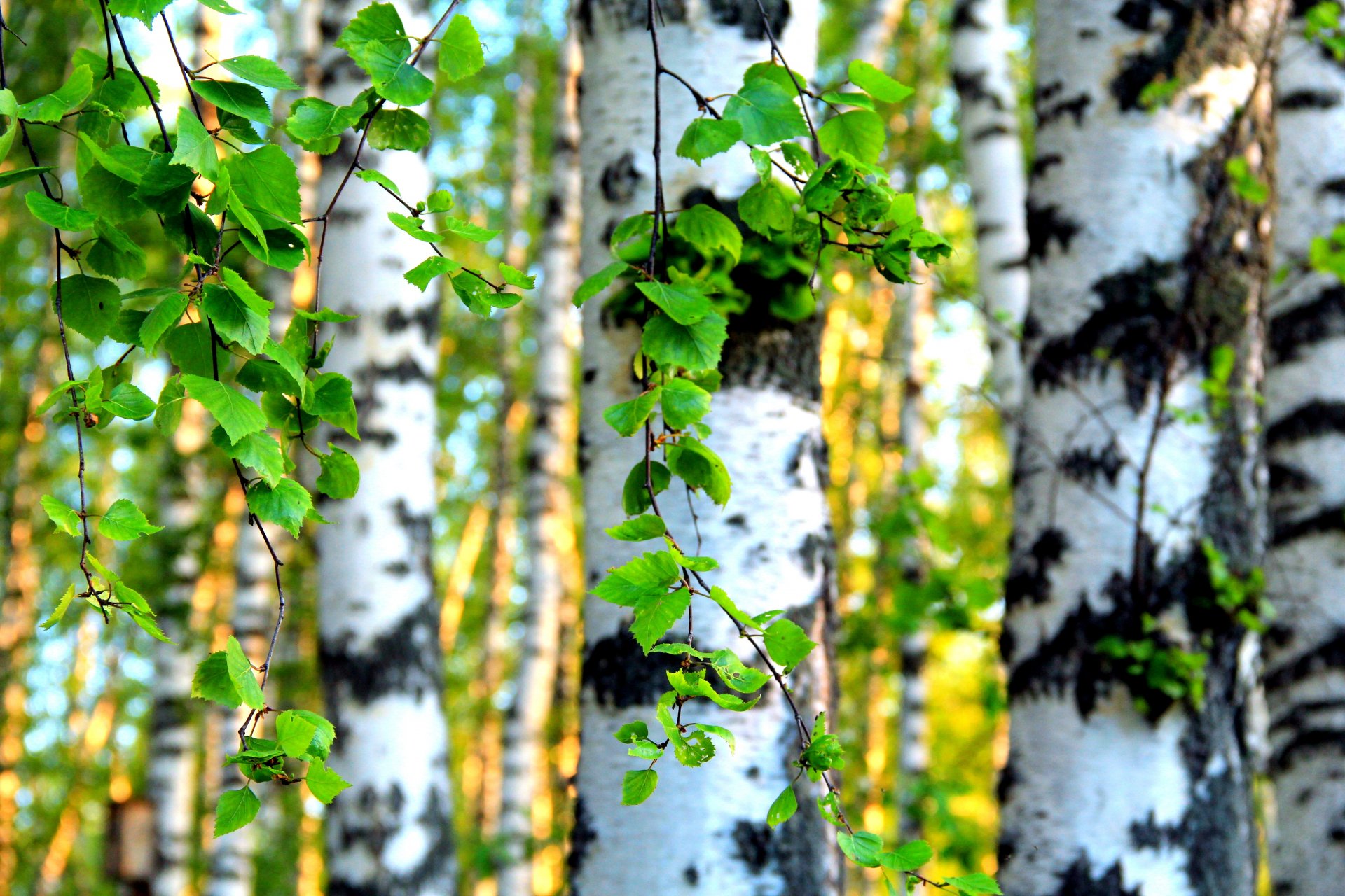 Close-up of bright green leaves and white birch tree trunks in a sunlit forest, captured in stunning 4K Ultra HD for a vivid nature PC desktop wallpaper.